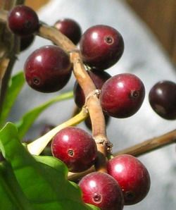 Cafea copac arabă (coffea arabica)