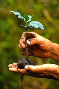 Cafea copac arabă (coffea arabica)