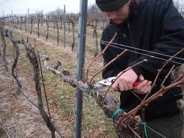 Când se efectuează tăierea corectă a strugurilor, care sunt căile