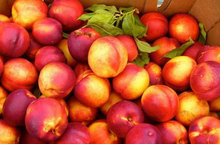 Compot de nectarine pentru iarnă