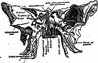 Comprimarea simfizei sphenobasilare - stadopedie