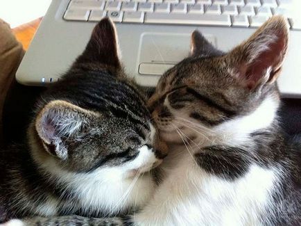 Macska ölelést