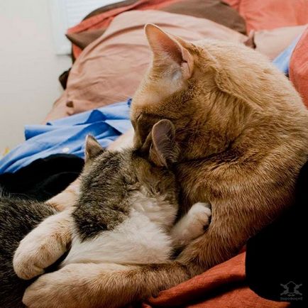 Macska ölelést