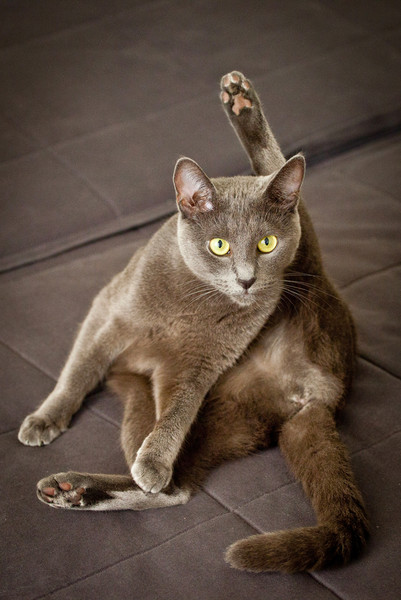 Котяча гнучкість «котасани» для розтяжки