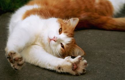 Котяча гнучкість «котасани» для розтяжки