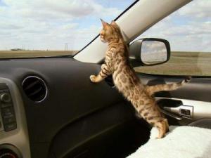 Кішку нудить в машині - ветеринарний центр - добровет