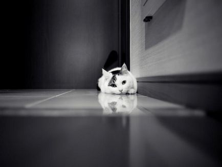 Кот на підлозі фото