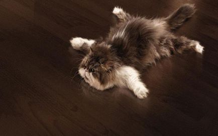 Кот на підлозі фото