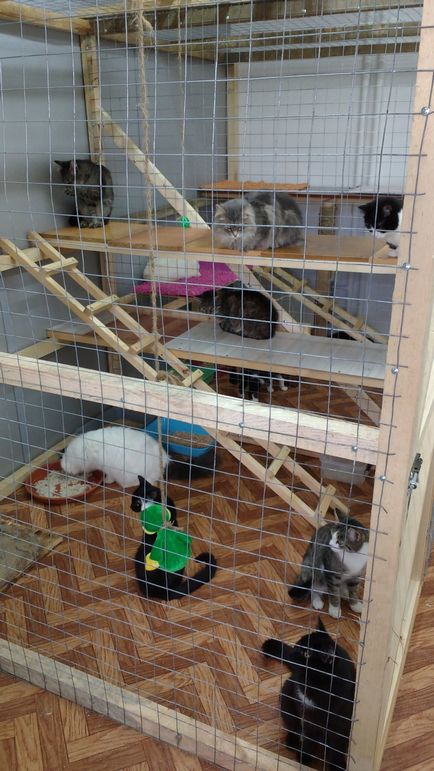 Котовасия в Тюмені притулок для кішок і котокафе виявилися в центрі скандалу