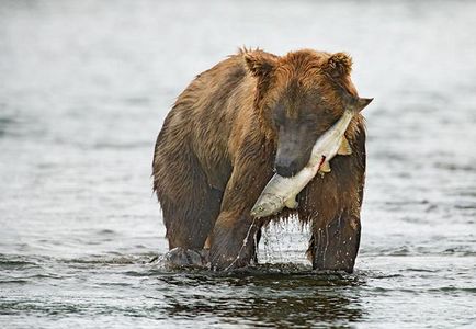 Червону ікру риба кета дає тільки раз в житті