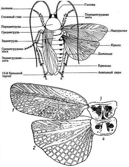 Szárnyas csótány faj repülő csótányok