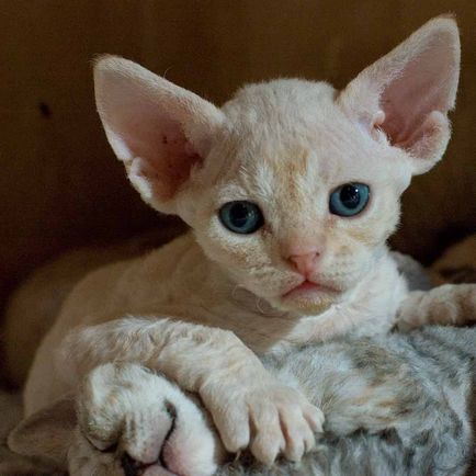 Göndör macskák mocsarak történelem Devonshire Devon Rex