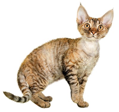 Кучеряві кішки з боліт Девоншир історія породи девон-рекс