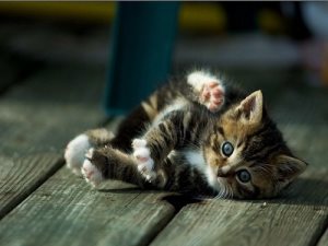 Лікування сідничного нерва у кішки, наші кішки і собаки