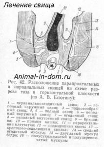 Tratamentul fistulei la animale, tratamentul animalelor de companie