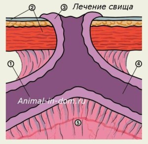 Лікування свища у тварин, лікування домашніх тварин