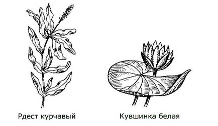 Літня ловля риби на річці з берега і човни