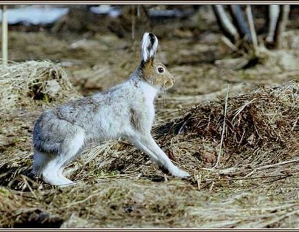 Multing în animale cu blană