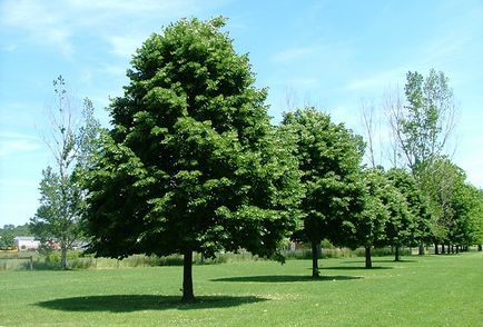 Arborele de tei - aleea de trandafiri