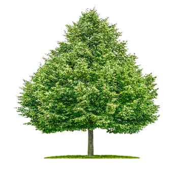Arborele de tei în plantarea peisajelor, îngrijirea, speciile