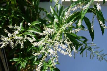 Lippia istorie, descriere cum să crească