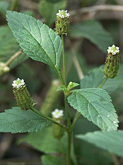 Lippia - iarba dulce a aztecii, grădina farmaciei