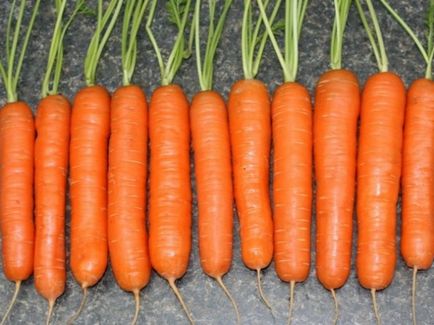 Кращі сорти моркви з фото біла, жовта, Самсо, Нентськая і ін