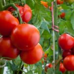 Кращі сорти томатів для теплиць і їх характеристики