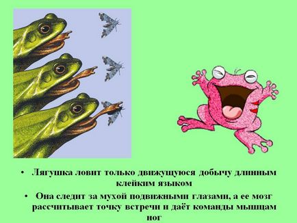 Жаба ловить тільки рухому здобич довгим клейким язиком вона - презентація 132316-10