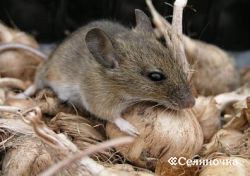 Măsuri de combatere a șoarecilor, alegilor și șobolanilor și a molarilor - sat - un portal pentru agricultori, rural