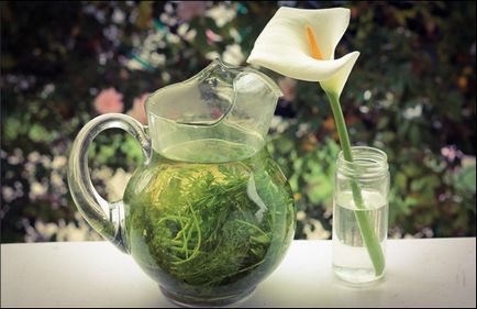 Sárgarépa tea előnyei és hátrányai, az orvosi svoytva felsők