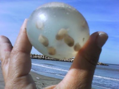 Морські мисливці - черевоногі молюски (черепашки) - чудо світ