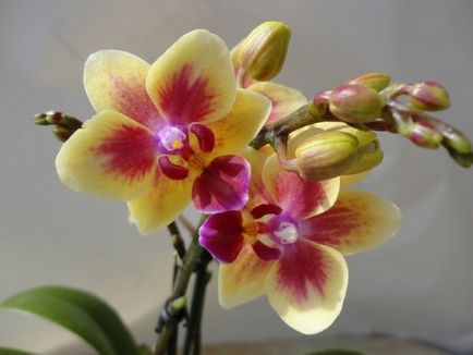 Multiflora orhidee ceea ce este, caracteristici, știri, magazin on-line de orhidee și decorative
