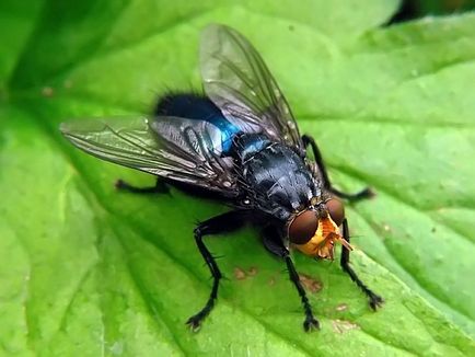 Carnea acoperi - daune sau beneficii