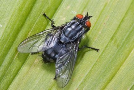 Carnea acoperi - daune sau beneficii