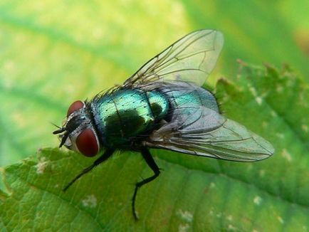 Carnea acoperi - daune sau beneficii