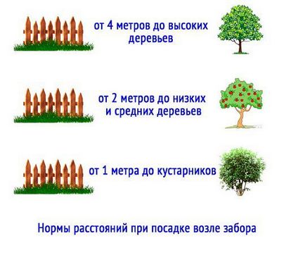 На якій відстані від сусідської ділянки можна садити дерева