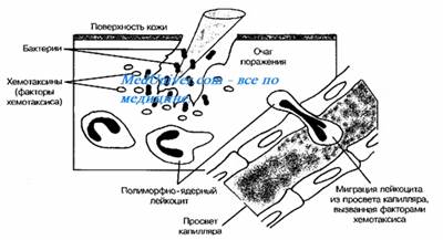 Спадковий (видовий) імунітет