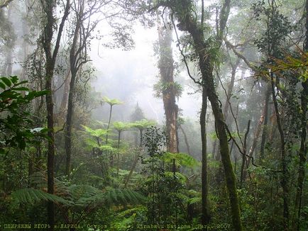Parcul național Kinabalu, o lume interesantă de călătorie, turism, psihologie, știință, tehnologie,