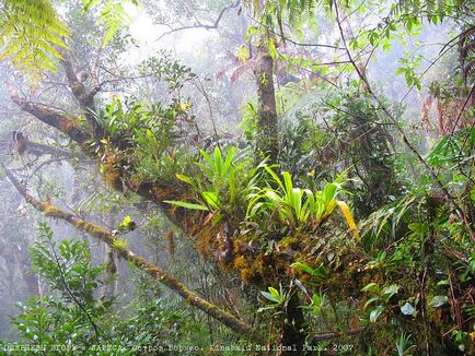 Kinabalu National Park, érdekes világ utazás, turizmus, a pszichológia, a tudomány, a technológia,