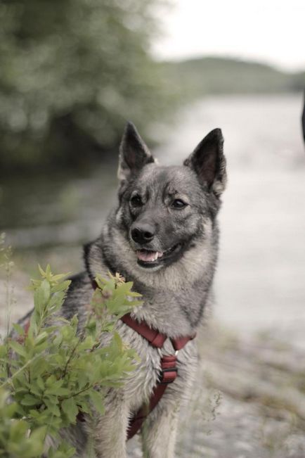 Норвезька собака - найкращий друг вікінгів! Ярмарок майстрів - ручна робота, handmade
