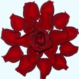 Nuanțe de alegere și cumpărare de petale de trandafir