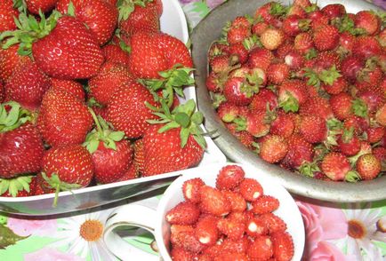 Tratamentul căpșunilor împotriva bolilor și dăunătorilor în primăvară