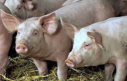 Обробка свинячої туші в шкурі шістсот рад