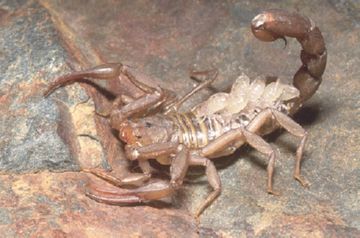 Спосіб життя отруйних небезпечних і безпечних комах скорпіонів