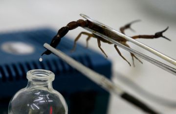 Спосіб життя отруйних небезпечних і безпечних комах скорпіонів