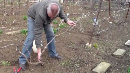 Обрізка старого винограду навесні - відео, поради початківцям, як правильно