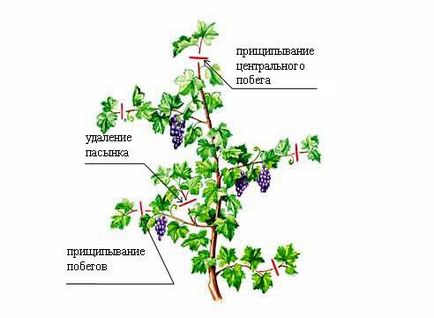 Tăierea strugurilor în timpul verii, ca începători pentru a prăji vița corect