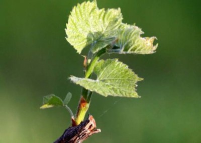 Metszés szőlő ősszel kezdőknek, hogyan és mikor kell keresni