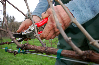 Обрізка винограду восени для новачків як правильно і коли доглядати